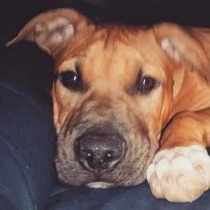 Meet your Posher, Paula